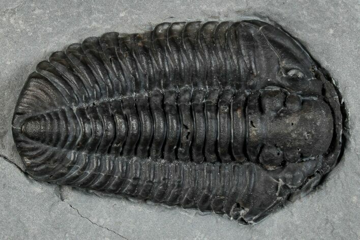 Calymene Niagarensis Trilobite Fossil - New York #269950